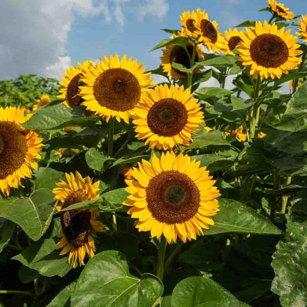 Fleurs - Tournesol à Fleur Géante - face recto
